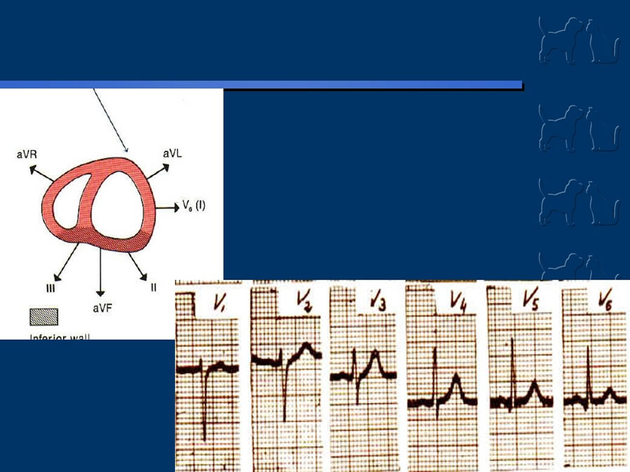 Cardiologa bsica