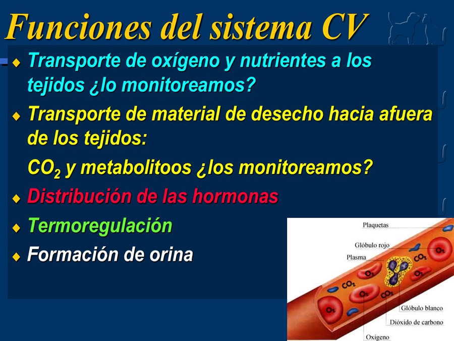 Cardiologa bsica