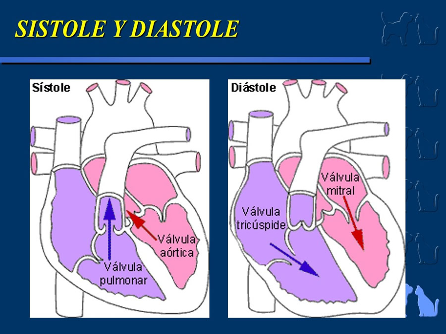 Cardiologa bsica