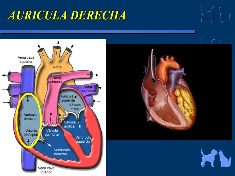 Cardiologa bsica