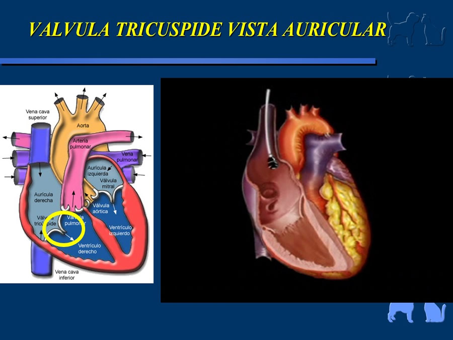 Cardiologa bsica