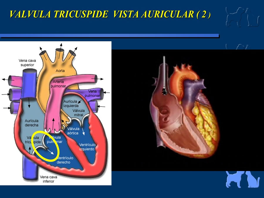 Cardiologa bsica