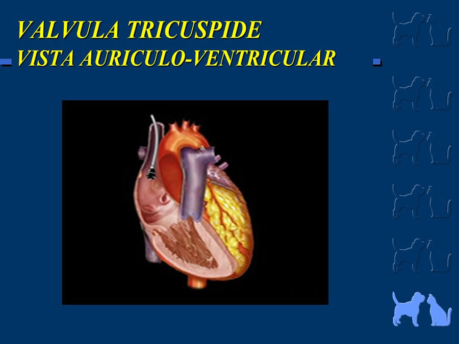 Cardiologa bsica