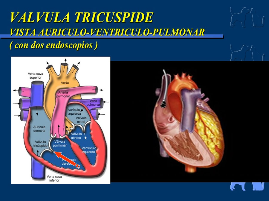 Cardiologa bsica