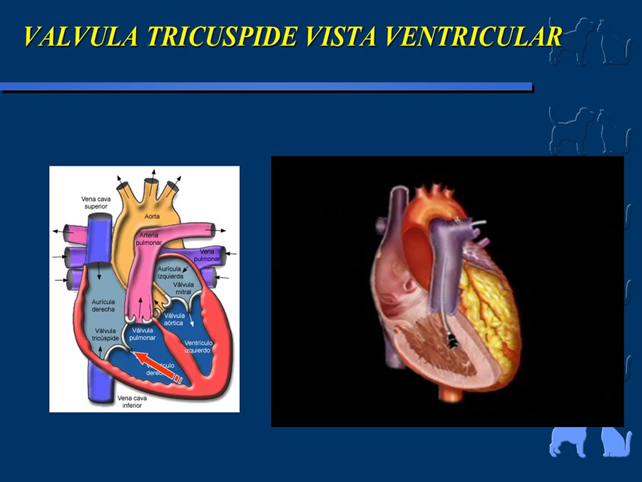 Cardiologa bsica