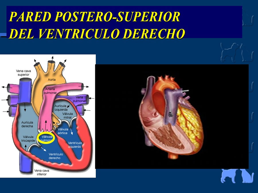 Cardiologa bsica