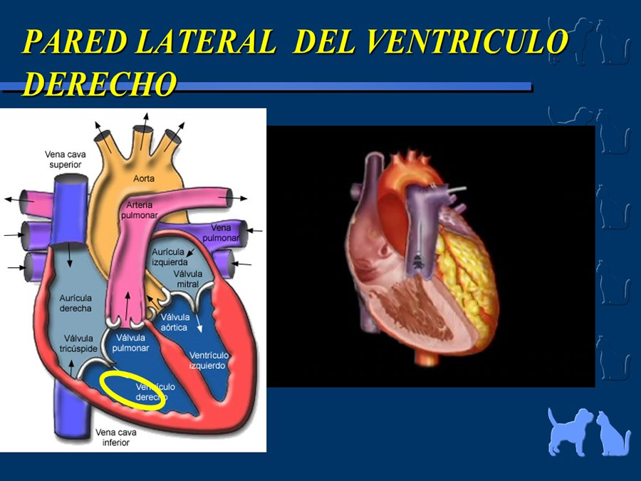 Cardiologa bsica