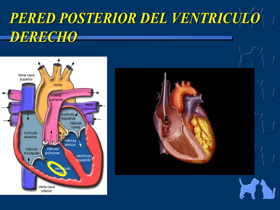 Cardiologa bsica