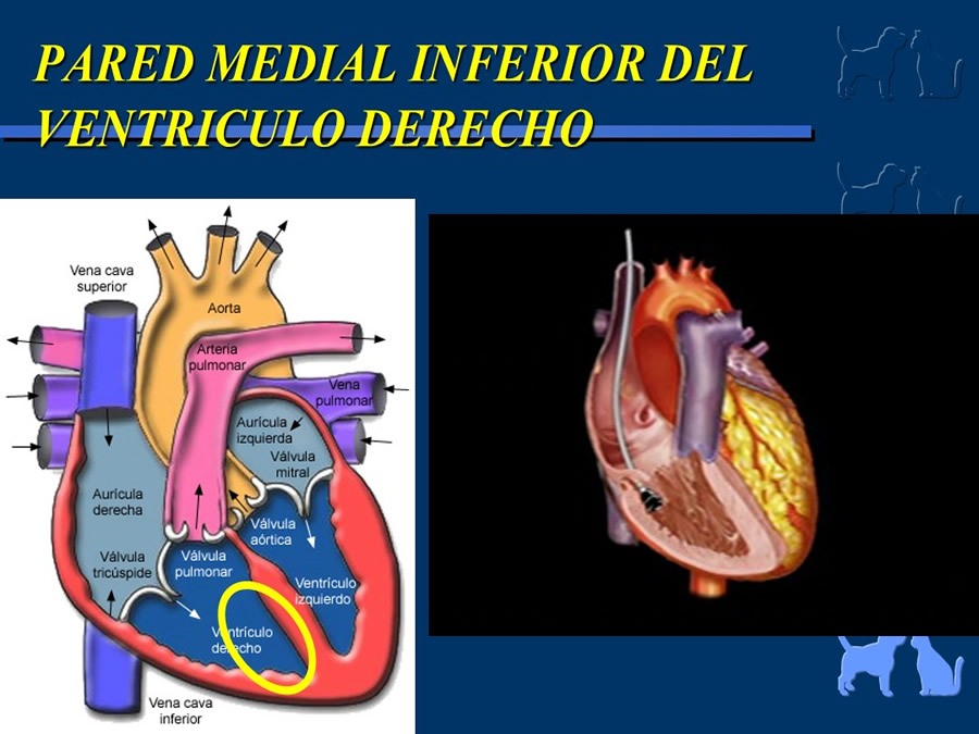 Cardiologa bsica