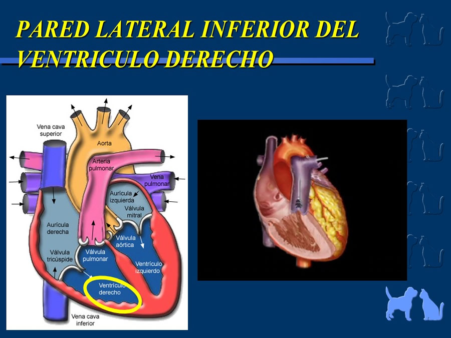 Cardiologa bsica