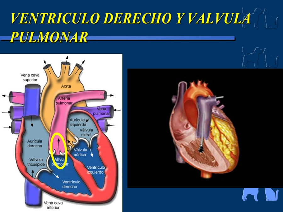 Cardiologa bsica