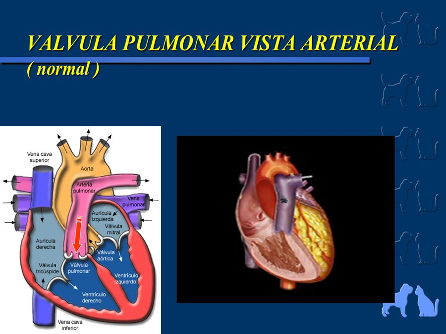 Cardiologa bsica