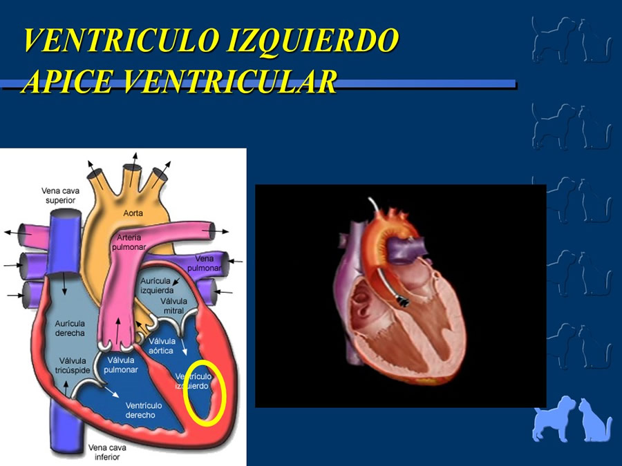 Cardiologa bsica