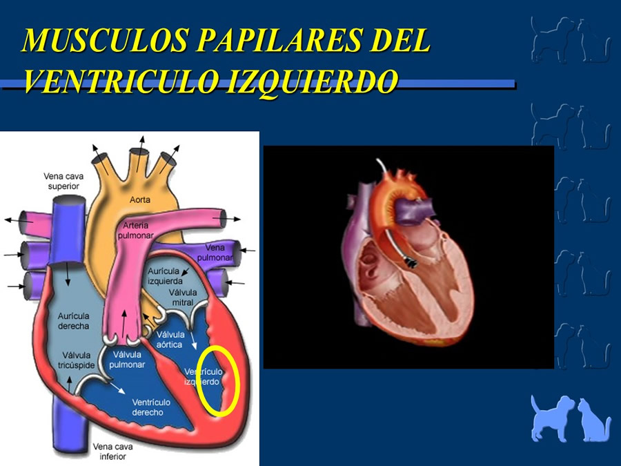 Cardiologa bsica