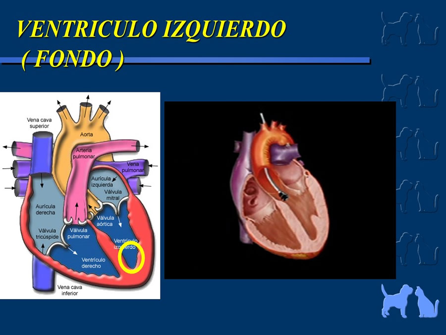 Cardiologa bsica