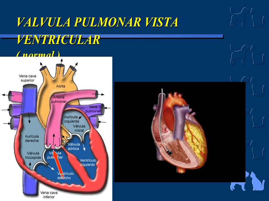 Cardiologa bsica