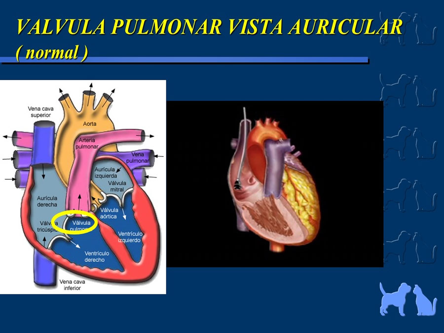 Cardiologa bsica