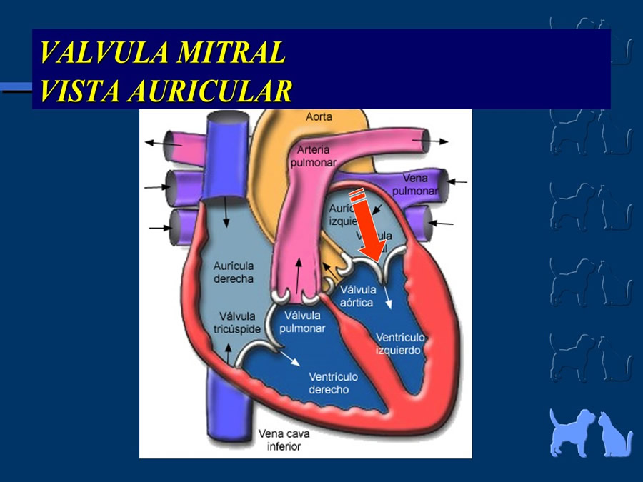 Cardiologa bsica