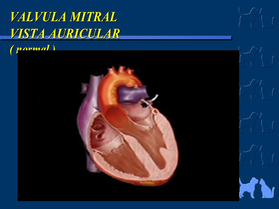 Cardiologa bsica