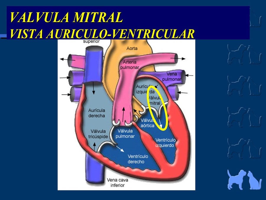 Cardiologa bsica