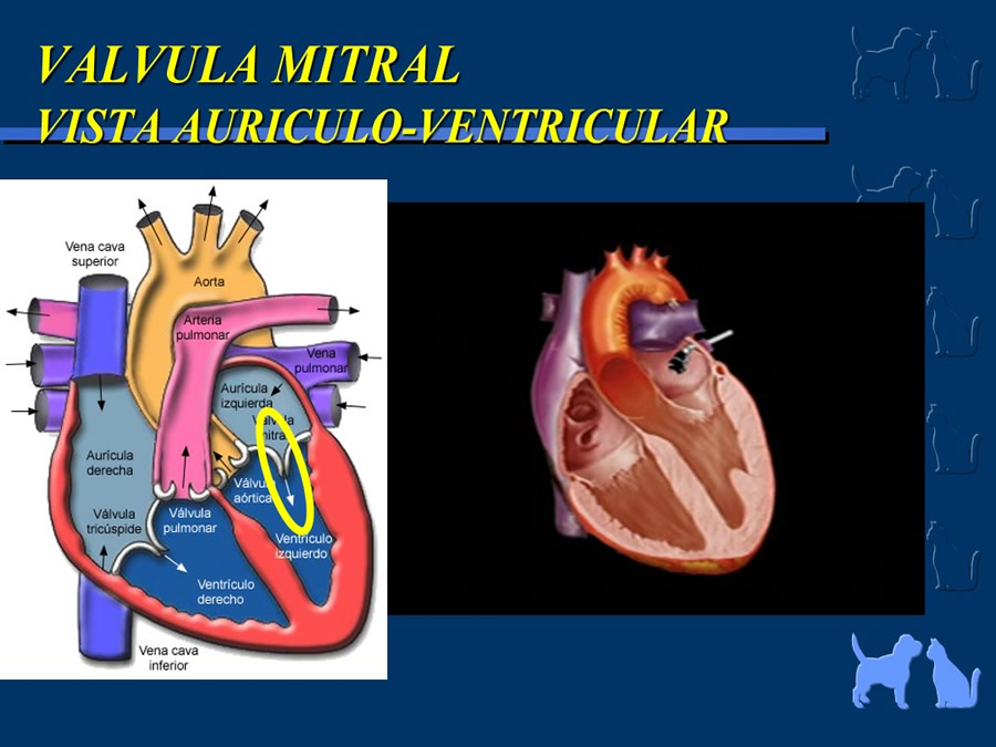 Cardiologa bsica