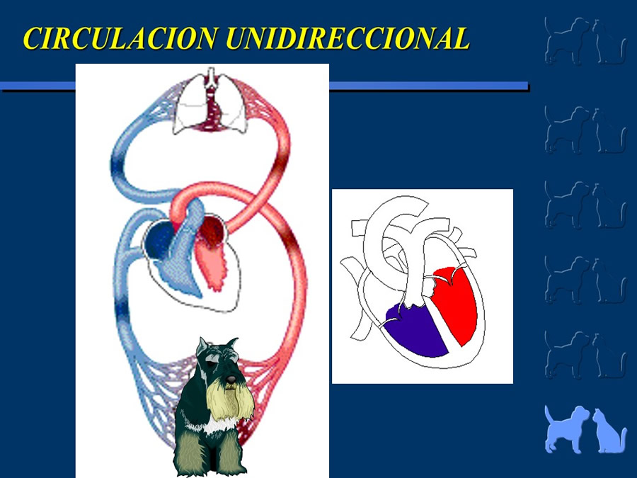 Cardiologa bsica