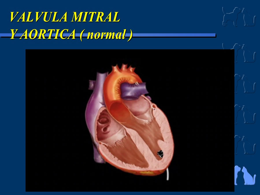 Cardiologa bsica