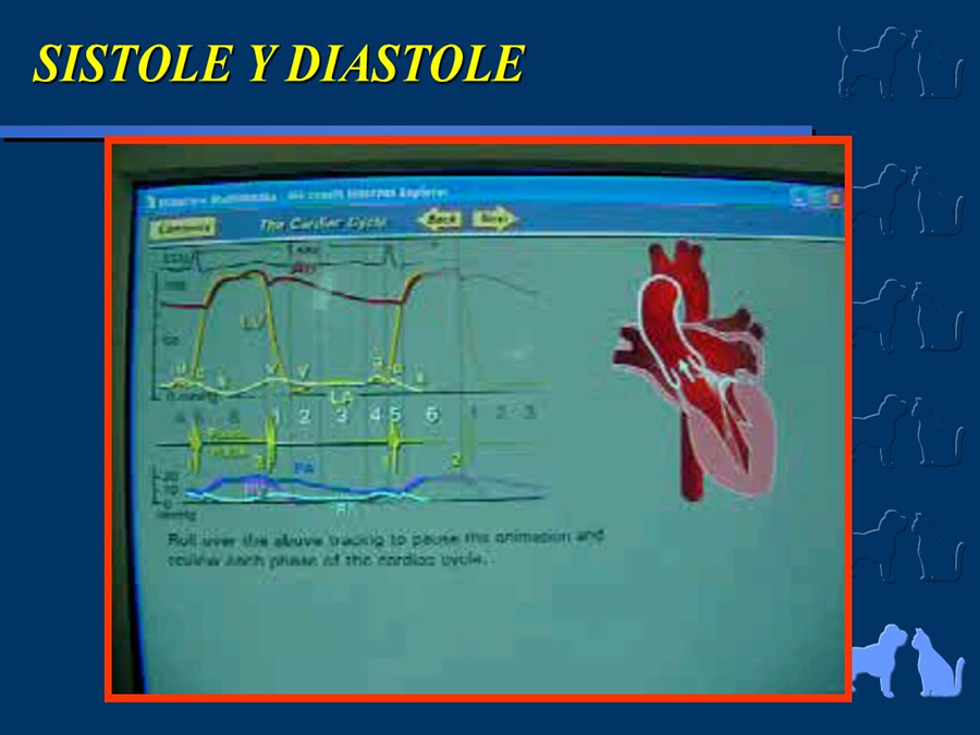 Cardiologa bsica