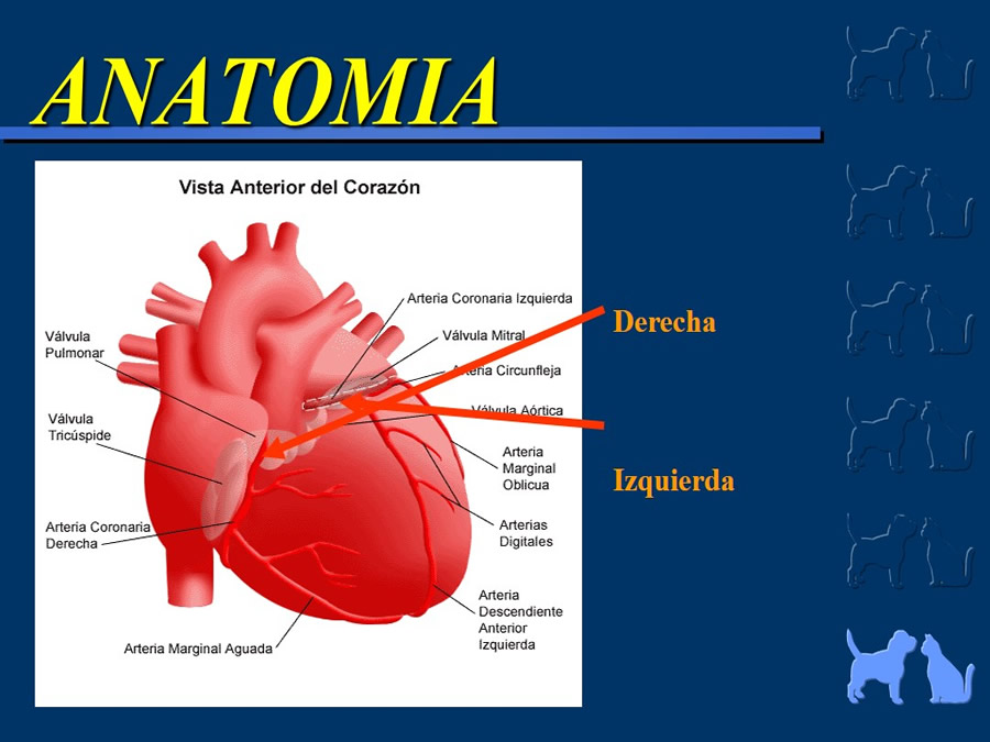 Cardiologa bsica