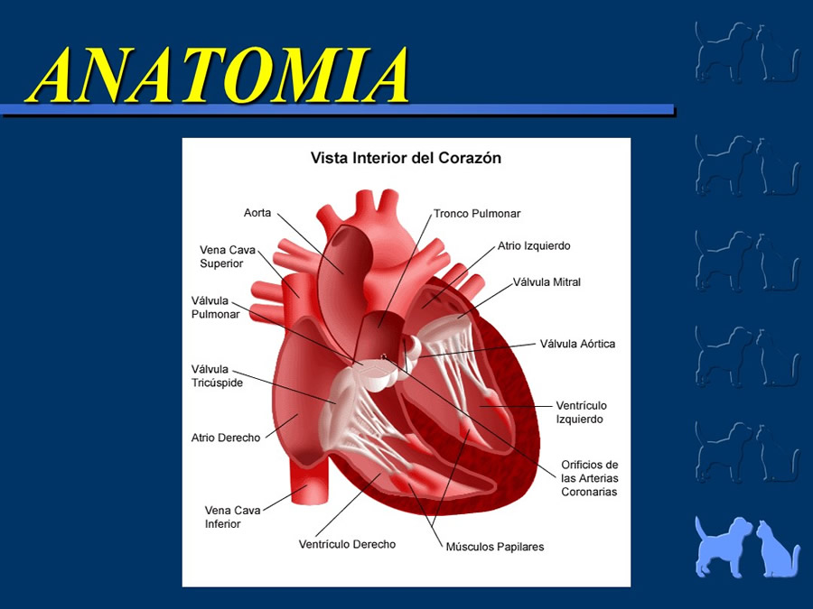 Cardiologa bsica