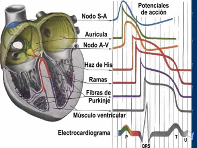 Enfermedad Cardiovascular