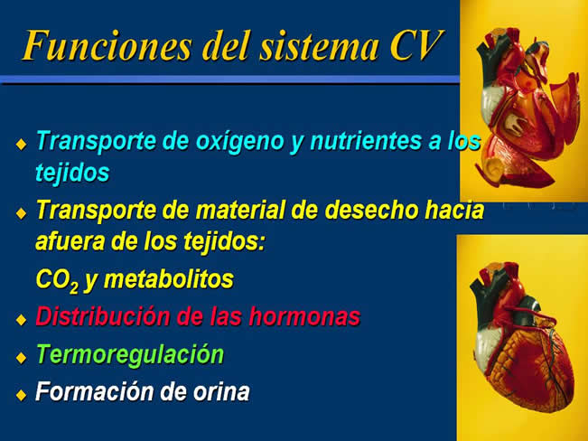 Enfermedad Cardiovascular