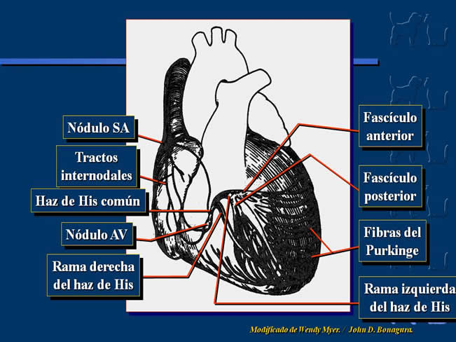 Enfermedad Cardiovascular