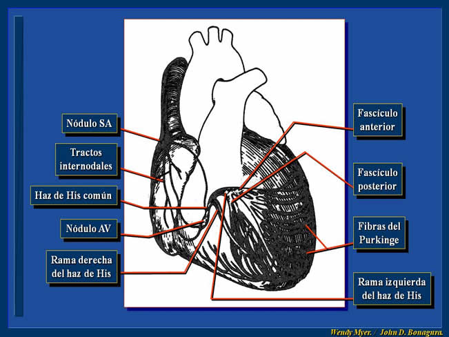 Enfermedad Cardiovascular