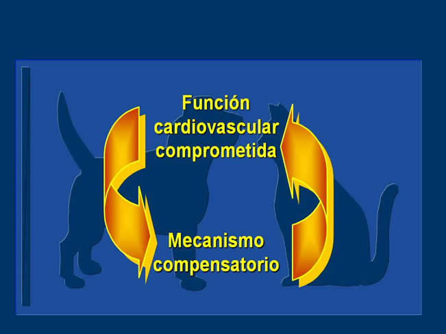 Enfermedad Cardiovascular