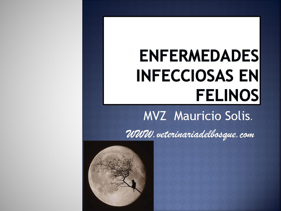 Enfermedades infecciosas en felinos