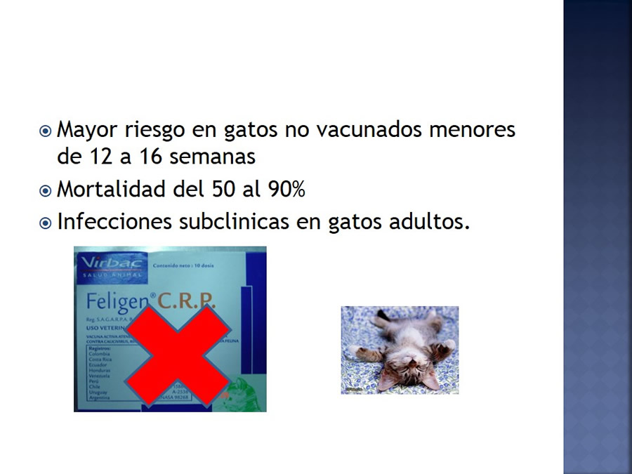 Enfermedades infecciosas en felinos