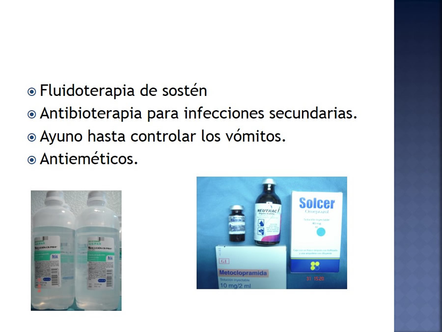 Enfermedades infecciosas en felinos