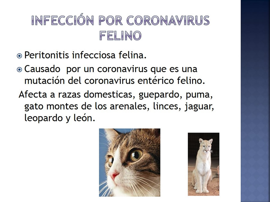 Enfermedades infecciosas en felinos