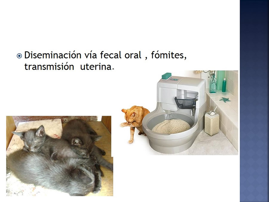 Enfermedades infecciosas en felinos