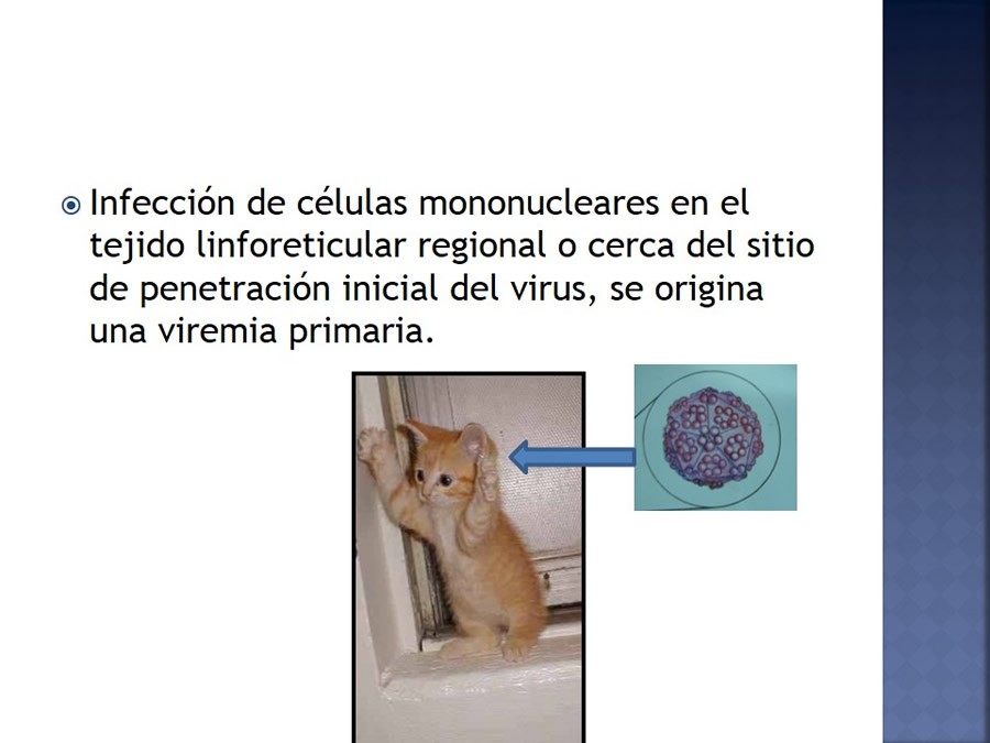 Enfermedades infecciosas en felinos