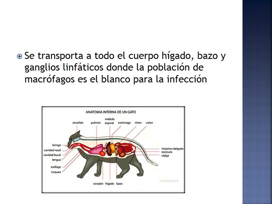 Enfermedades infecciosas en felinos