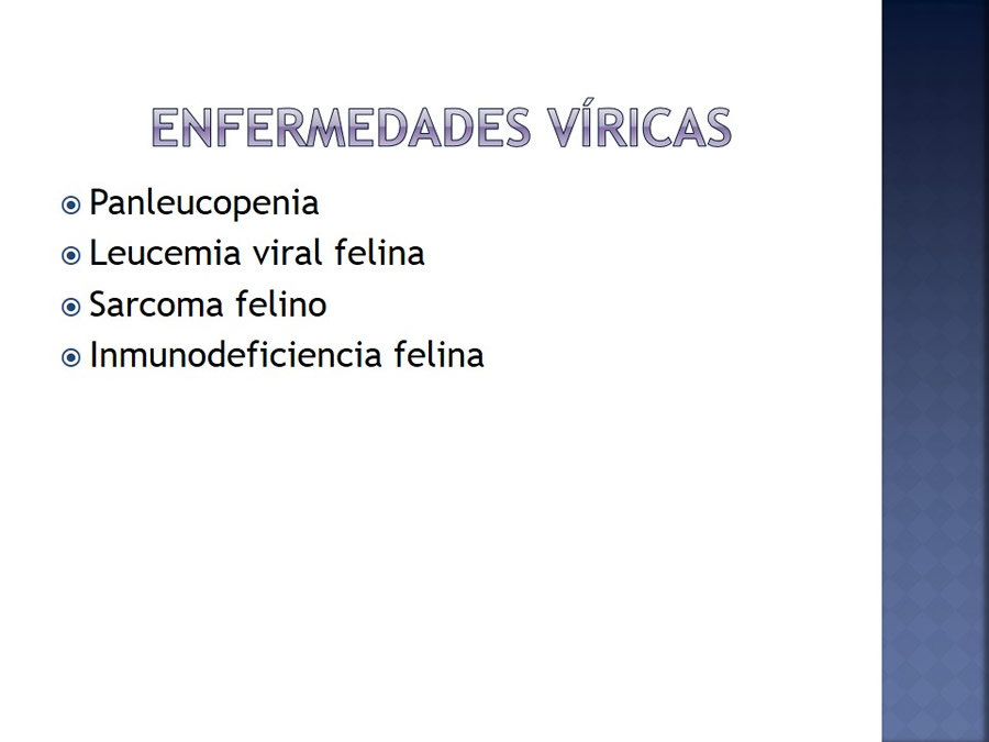 Enfermedades infecciosas en felinos