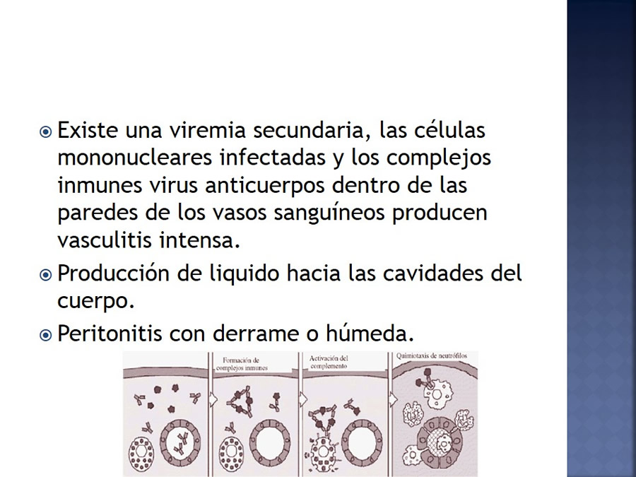 Enfermedades infecciosas en felinos