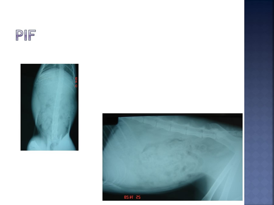 Enfermedades infecciosas en felinos