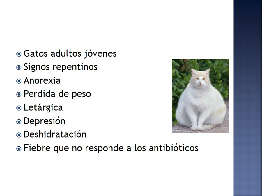 Enfermedades infecciosas en felinos