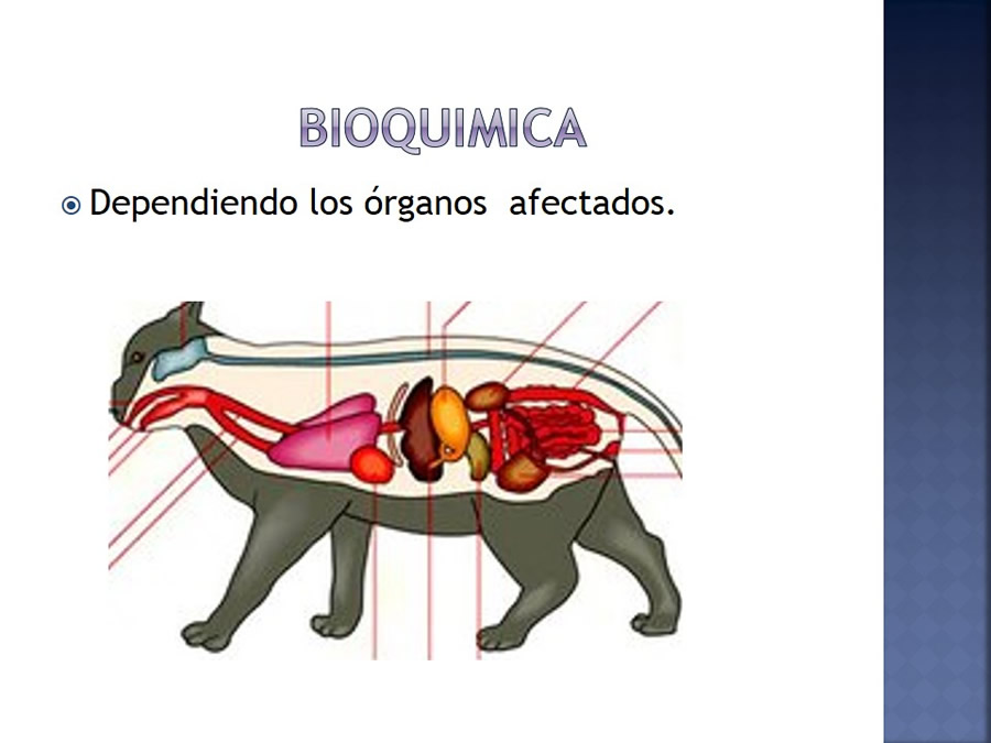 Enfermedades infecciosas en felinos