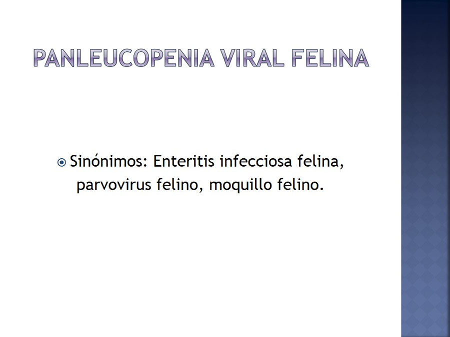 Enfermedades infecciosas en felinos