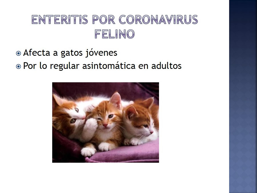 Enfermedades infecciosas en felinos