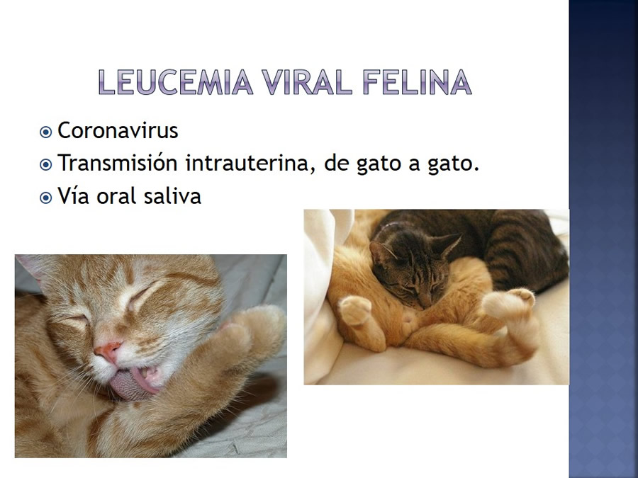 Enfermedades infecciosas en felinos